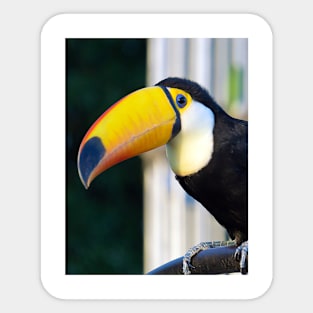 Toucan Sticker